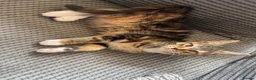 Mixed Breed cats for sale: Half Maine-coon mixed with tabby Kitten in Swindon - Advert 12