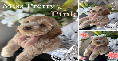 Cockapoo dogs - Advert 8