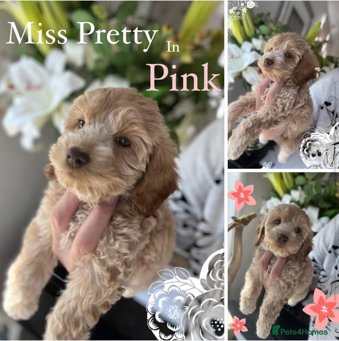 Cockapoo dogs for sale: F1 Cockapoo’s DNA Health Tested Parents - Image 8