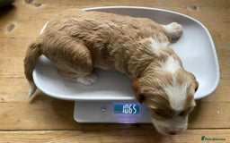 Labradoodle dogs for sale: Labradoodles for Sale! - Image 2