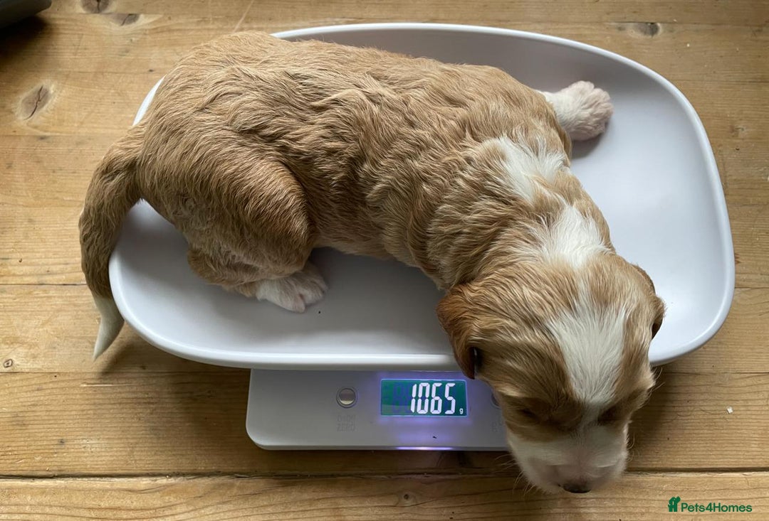 Labradoodle dogs for sale: Labradoodles for Sale! - Image 2