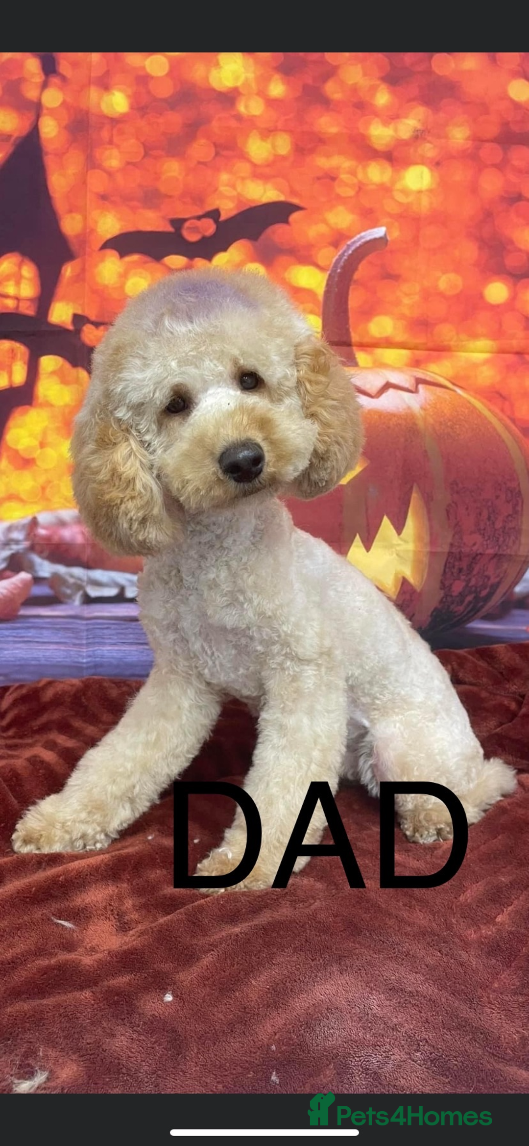 Cockapoo dogs for sale: F1 RED COCKAPOO GIRL. READY 15TH JAN. - Advert 8