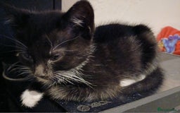 Russian Blue cats for sale: Three Beautiful Male Kittens - Image 2