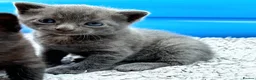 British Shorthair cats for sale: ❤ Beautiful Kittens ❤ – Ready for Loving Homes ❤ in Hull - Advert 6