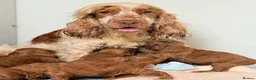 Cockapoo dogs for sale: ⚜️🌸Lady Whistledown Cockapoos🌸⚜️ - Advert 6