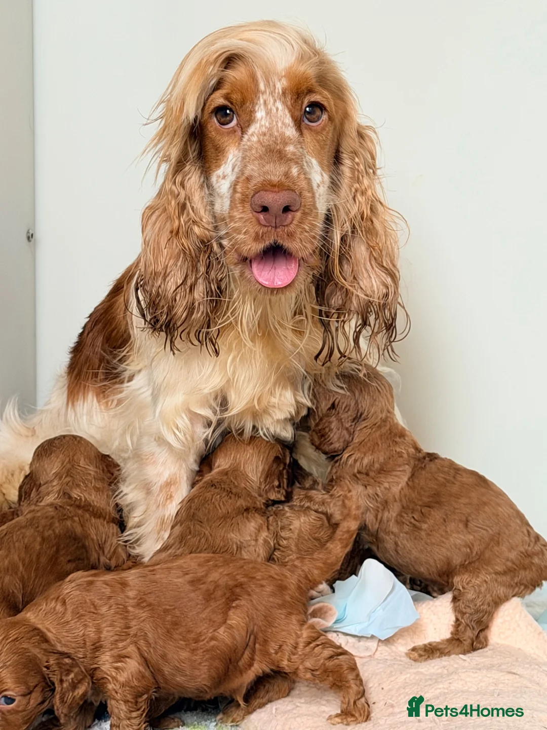 Cockapoo dogs for sale: ⚜️🌸Lady Whistledown Cockapoos🌸⚜️ - Advert 6
