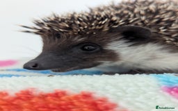Pygmy Hedgehog rodents for sale: REDUCED PRICE!!! Gorgeous Hoglets/ READY NOW!!!! - Image 20