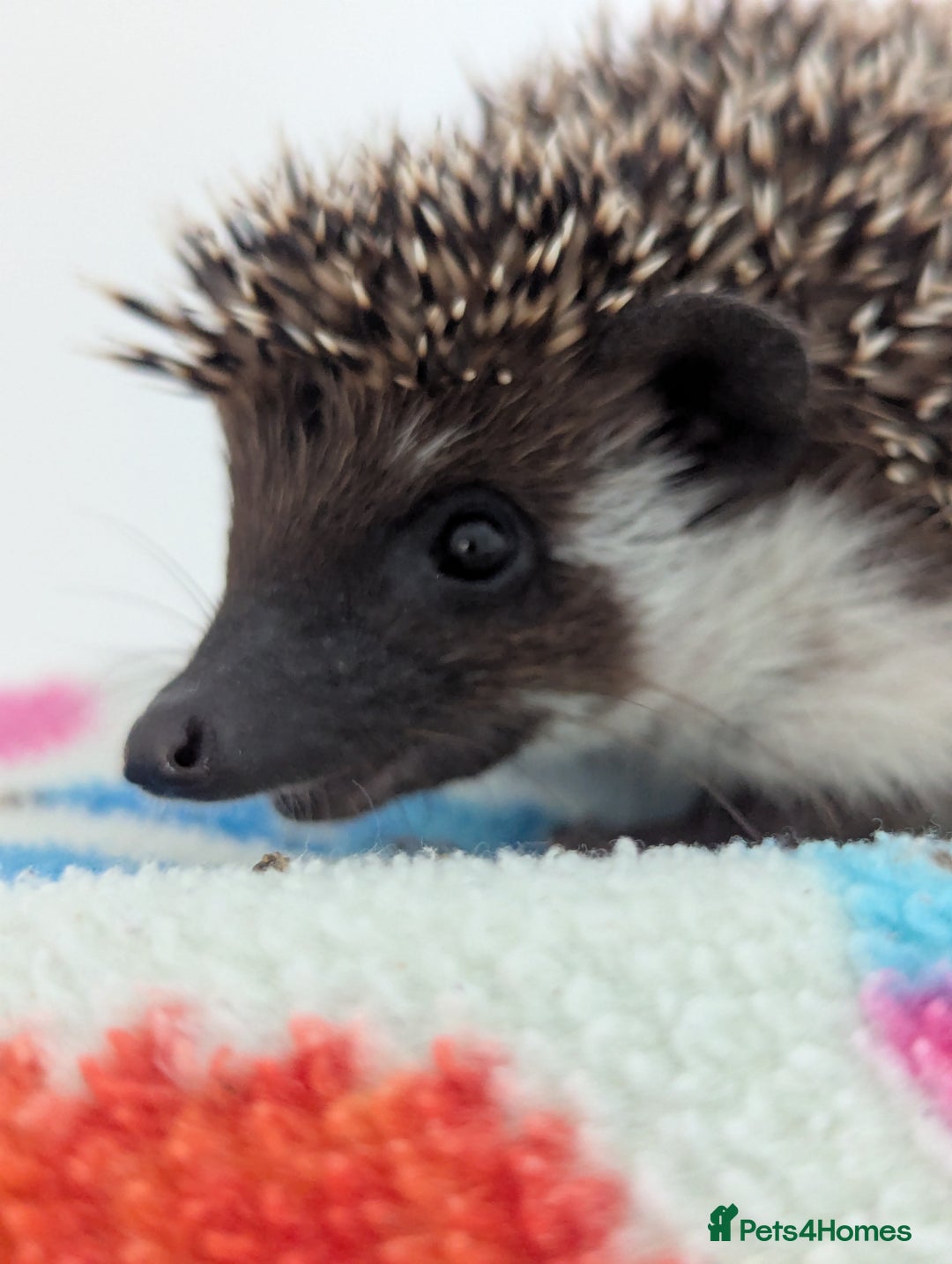 Pygmy Hedgehog rodents for sale: REDUCED PRICE!!! Gorgeous Hoglets/ READY NOW!!!! - Image 20