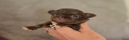 Chihuahua dogs for sale: Xx stunning Quality Kc chocolate litter Xx - Advert 10