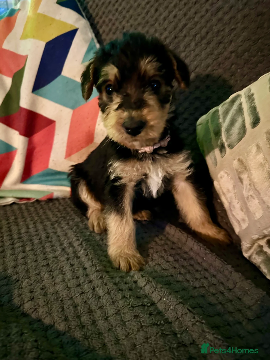 Gallery Image {{count}}