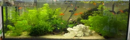 Platies fish for sale: Platys… info 2nd pic - Advert 3