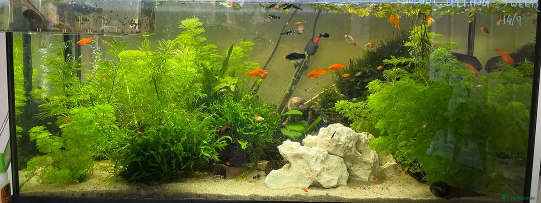 Platies fish for sale: Platys… info 2nd pic - Advert 3