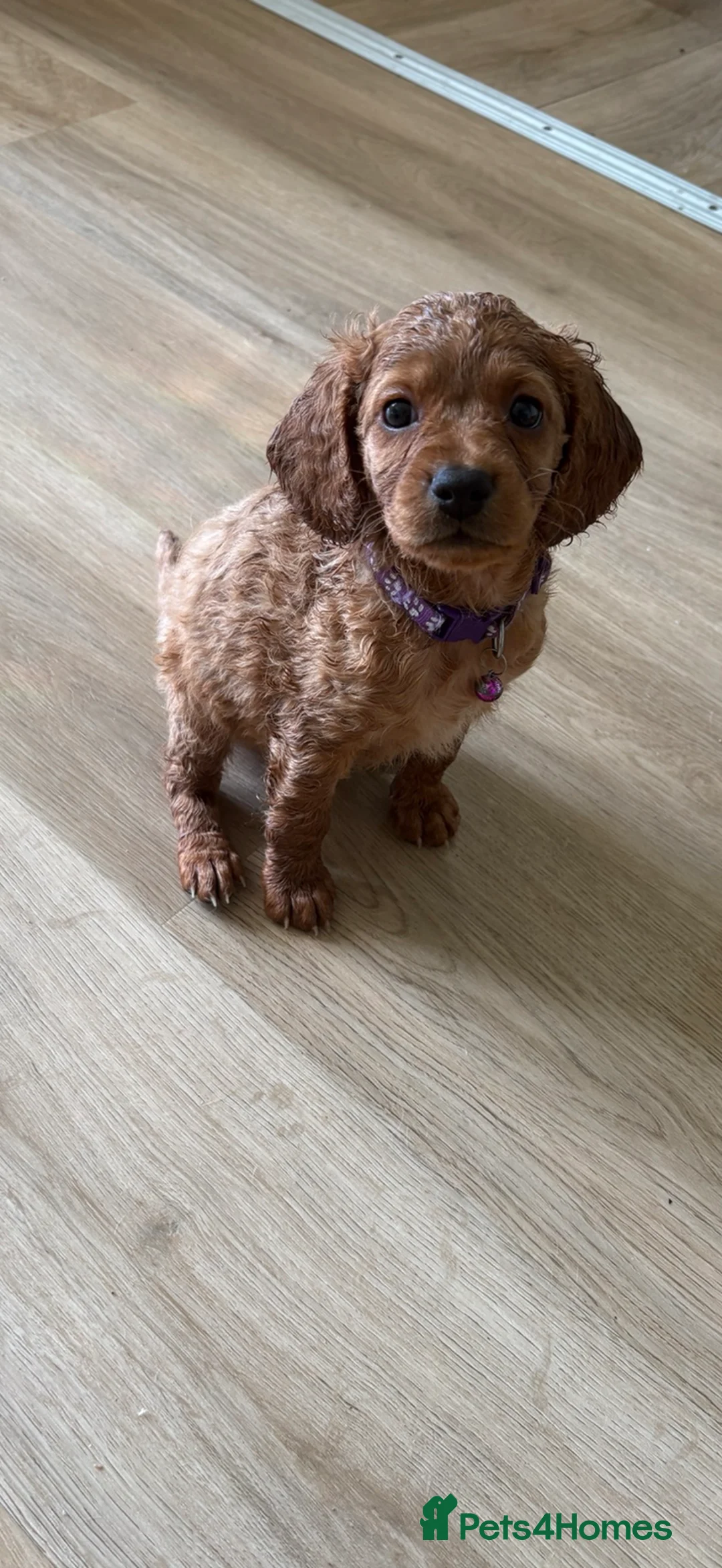 Cockapoo dogs for sale: 7 Cockapoo Puppies for sale  - Advert 2