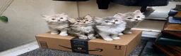 Mixed Breed cats for sale: Beautiful litter of long hair fluffy kitten  - Advert 1
