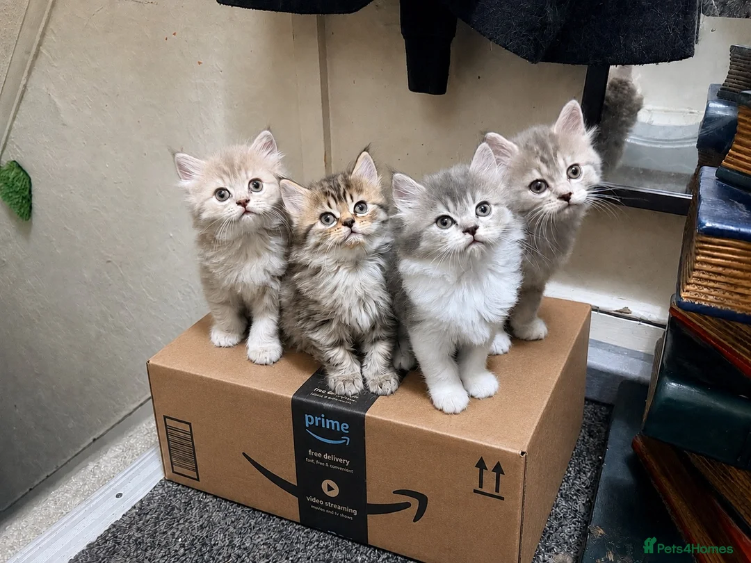 Mixed Breed cats for sale: Beautiful litter of long hair fluffy kitten  - Advert 1