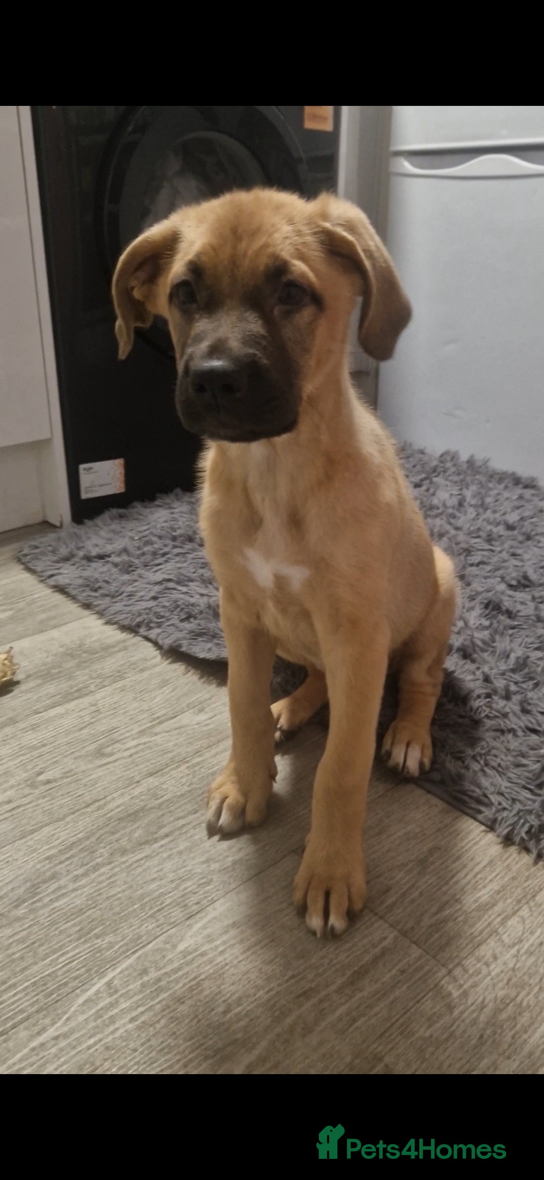 Mixed Breed dogs for sale: 7 month german shepherd X dogue de bordeaux  - Advert 7
