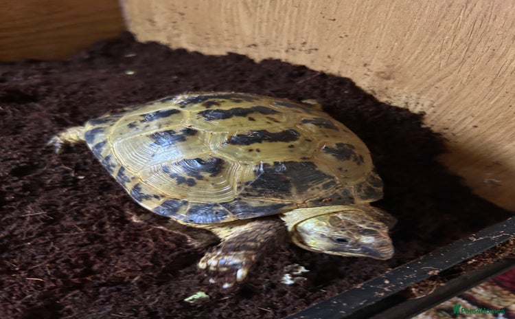Tortoise reptiles - Advert 2
