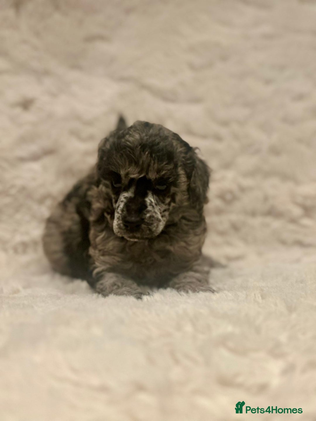 Miniature Poodle dogs for sale: Miniature poodle puppies  - Image 24
