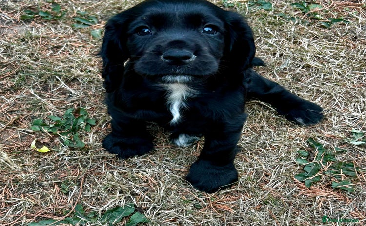 Cocker Spaniel dogs - Advert 14