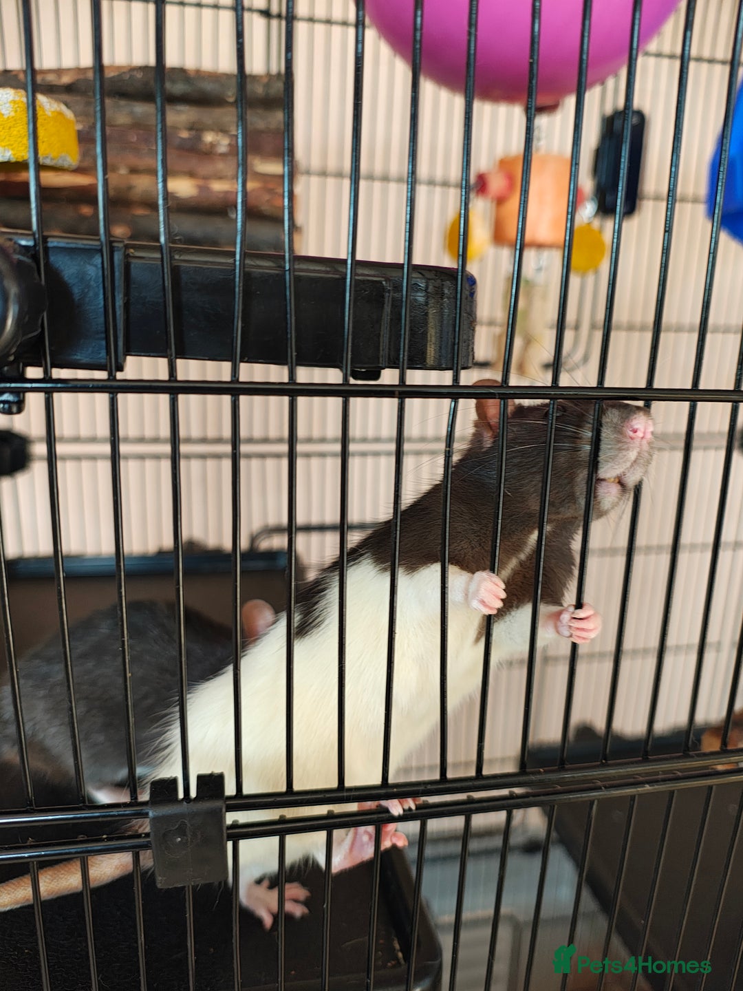 Rat rodents for sale: 3 female rats for re-home  - Image 1