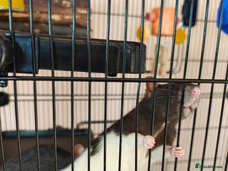 Rat rodents - Advert 18