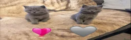 British Shorthair cats for sale: Fluffy British Shorthair kittens in Scunthorpe - Advert 4