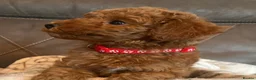 Toy Poodle dogs for sale: Stunning Toy Poodle Boy – Fully Vaccinated - Advert 9