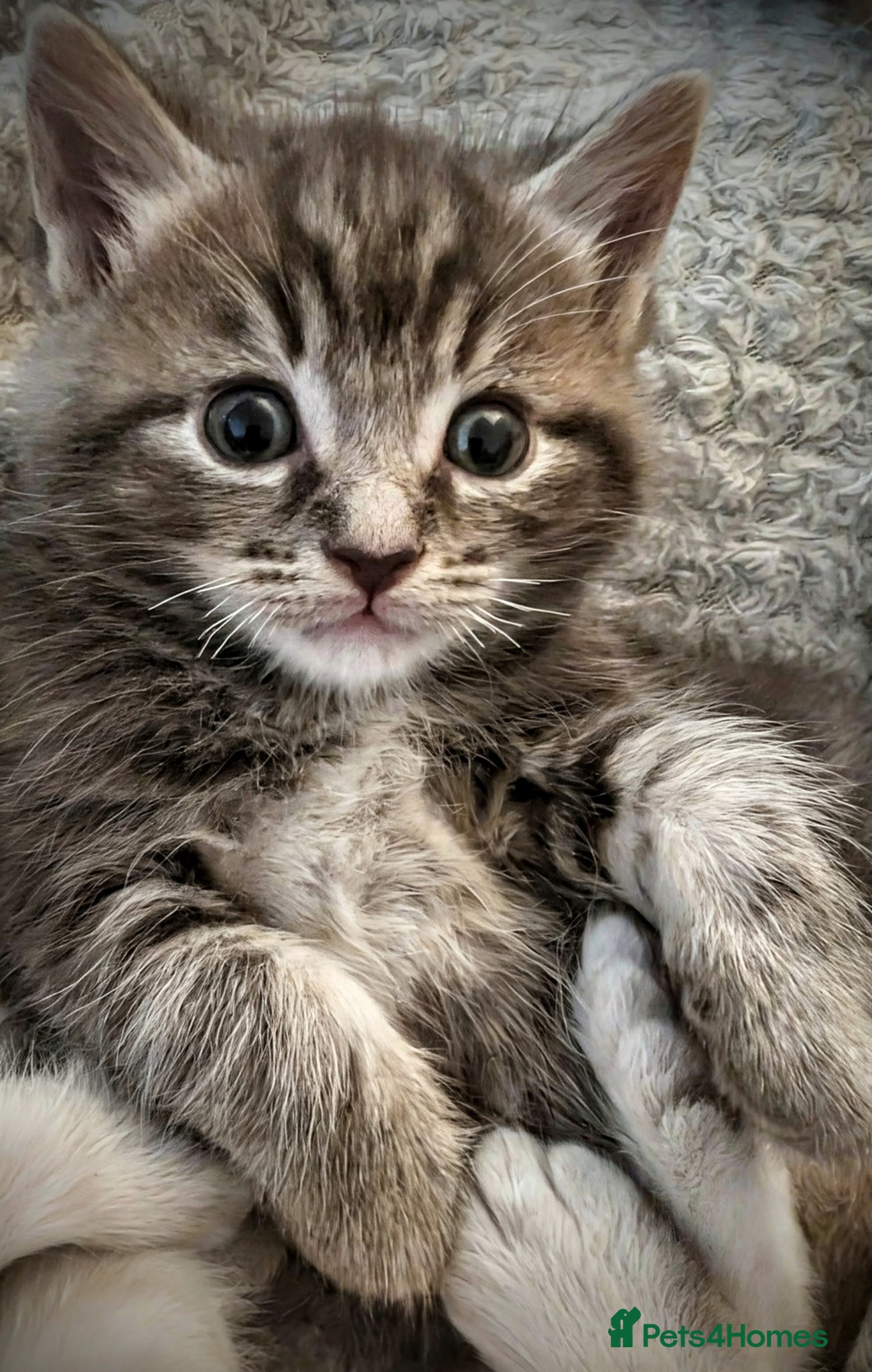 Ragcoon cats for sale: Beautiful Ragcoon / Bengal kittens  - Advert 4