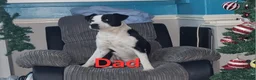 Mixed Breed dogs for sale: 3 xx Stunning Girls Left Staffador Puppies  - Advert 14