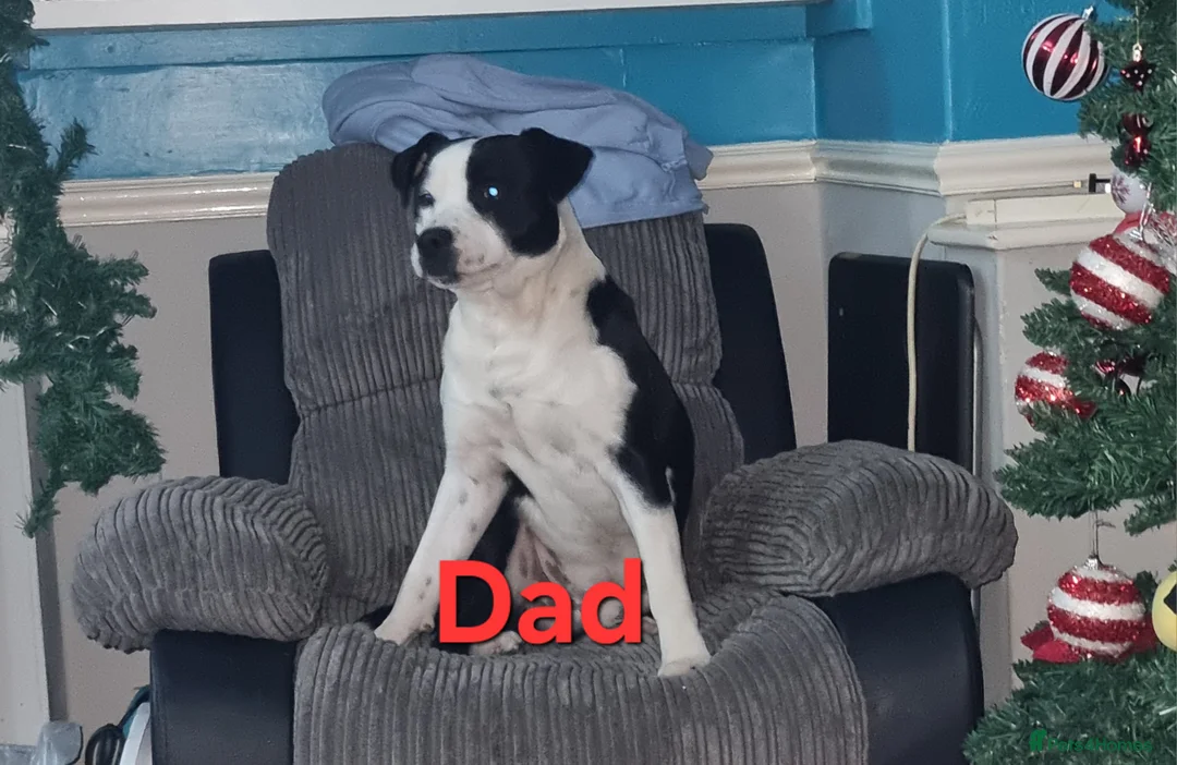 Mixed Breed dogs for sale: 3 xx Stunning Girls Left Staffador Puppies  - Advert 14