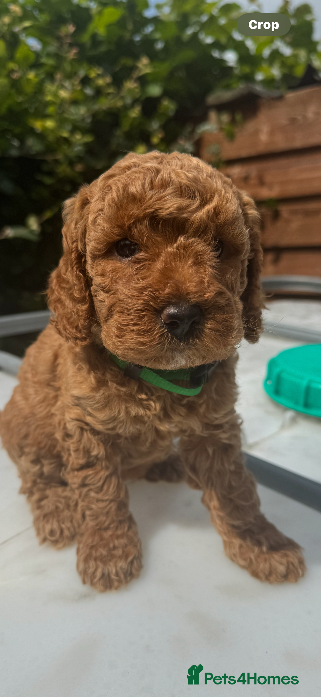Cockapoo dogs for sale: Cockerpoo  in Carmarthen - Image 14