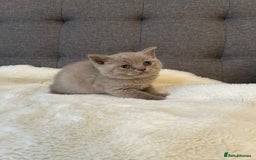 British Shorthair cats for sale: Stunning British Shorthair ready to reserve  - Image 36