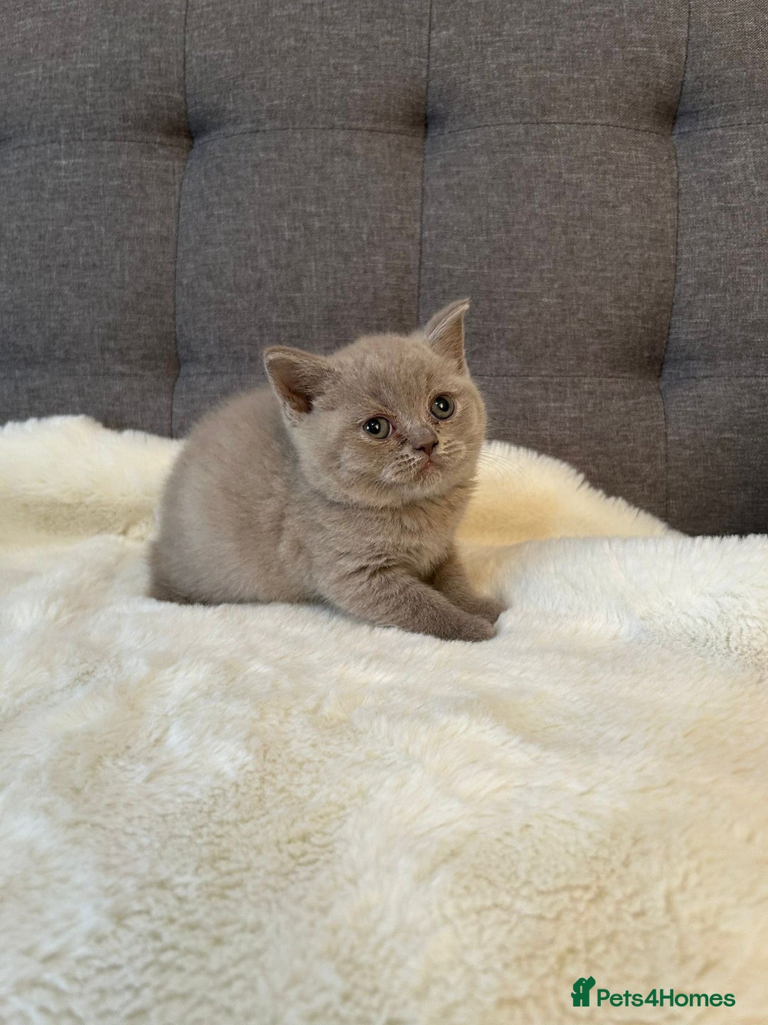 British Shorthair cats for sale: Stunning British Shorthair ready to reserve  - Image 36