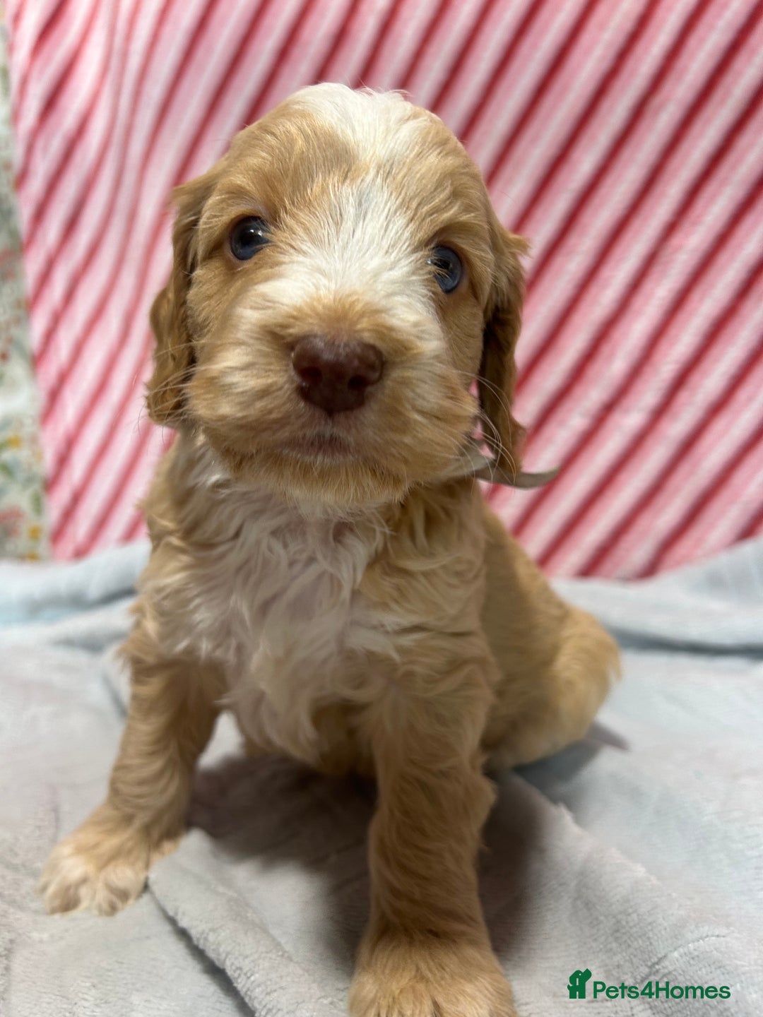 Cockapoo dogs for sale: Cute F1 cockapoo puppies  - Advert 6