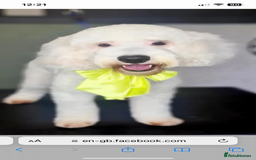 Cockapoo dogs for sale: F1b cockapoo puppies  - Image 1