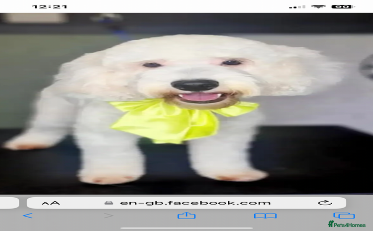 Cockapoo dogs - Advert 6