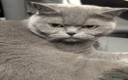 British Shorthair cats for sale: 2 British short hair cats for sale.  - Image 6