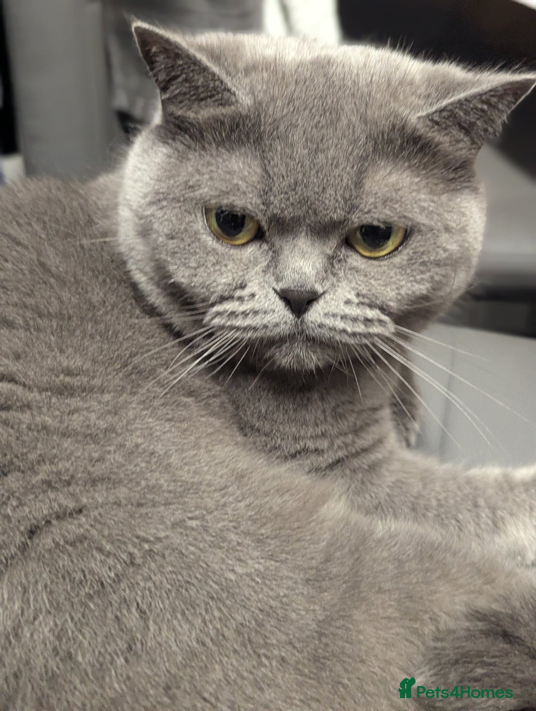 British Shorthair cats for sale: 2 British short hair cats for sale.  - Image 6