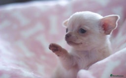 Chihuahua dogs for sale: Kc Registered Quality chihuahua puppies  - Image 16