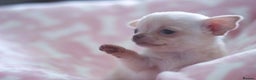 Chihuahua dogs for sale: Kc Registered Quality chihuahua puppies  - Advert 16