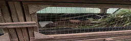 Quail poultry for sale: coturnix quail / Japanese Quail  - Advert 4