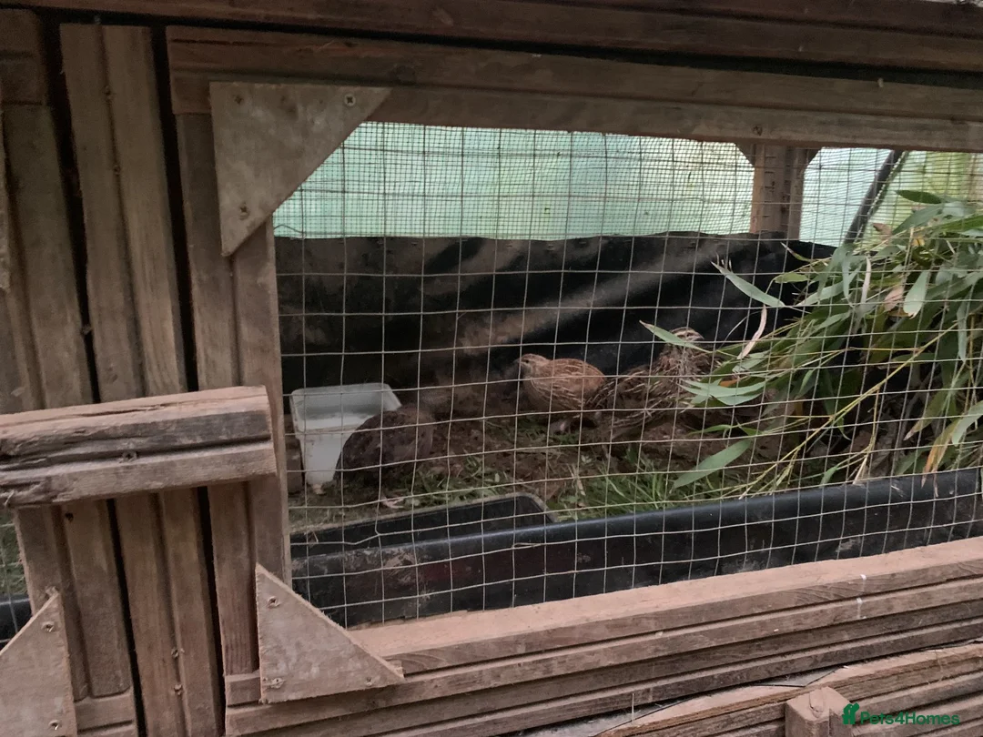 Quail poultry for sale: coturnix quail / Japanese Quail  - Advert 4