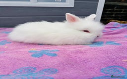 Lionhead rabbits for sale: Lionheads Baby Bunnies  - Image 4