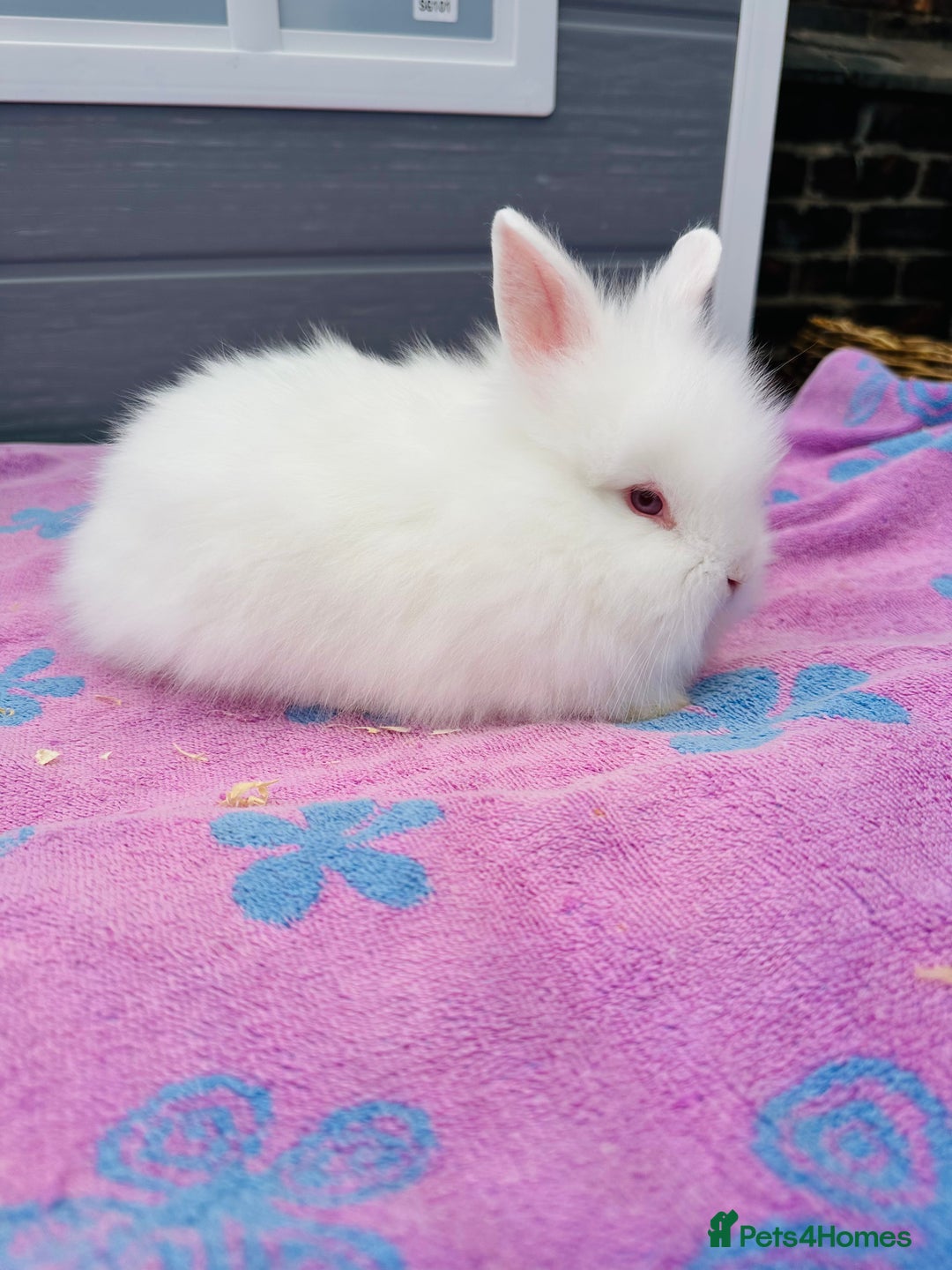 Lionhead rabbits for sale: Lionheads Baby Bunnies  - Image 4