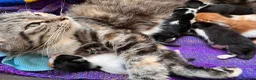 Mixed Breed cats for sale: 🐾 4 Male Kittens Looking for Loving Homes 🐾  - Advert 8