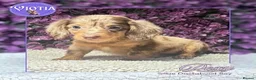 Miniature Dachshund dogs for sale: Beautiful Dachshund Puppies Rex, Buzz & Slinky - Advert 3