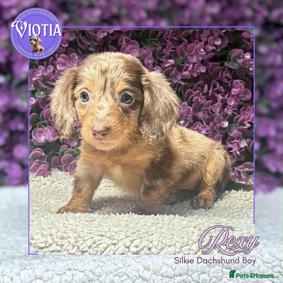 Miniature Dachshund dogs for sale: Beautiful Dachshund Puppies Rex, Buzz & Slinky - Advert 3