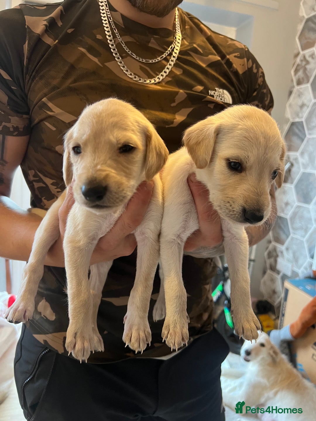 Lurcher dogs for sale: Saluki greyhound females  - Advert 5