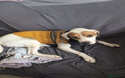 Mixed Breed dogs for adoption: Jenny , a Cyprus sweetheart ♥️  - Image 6
