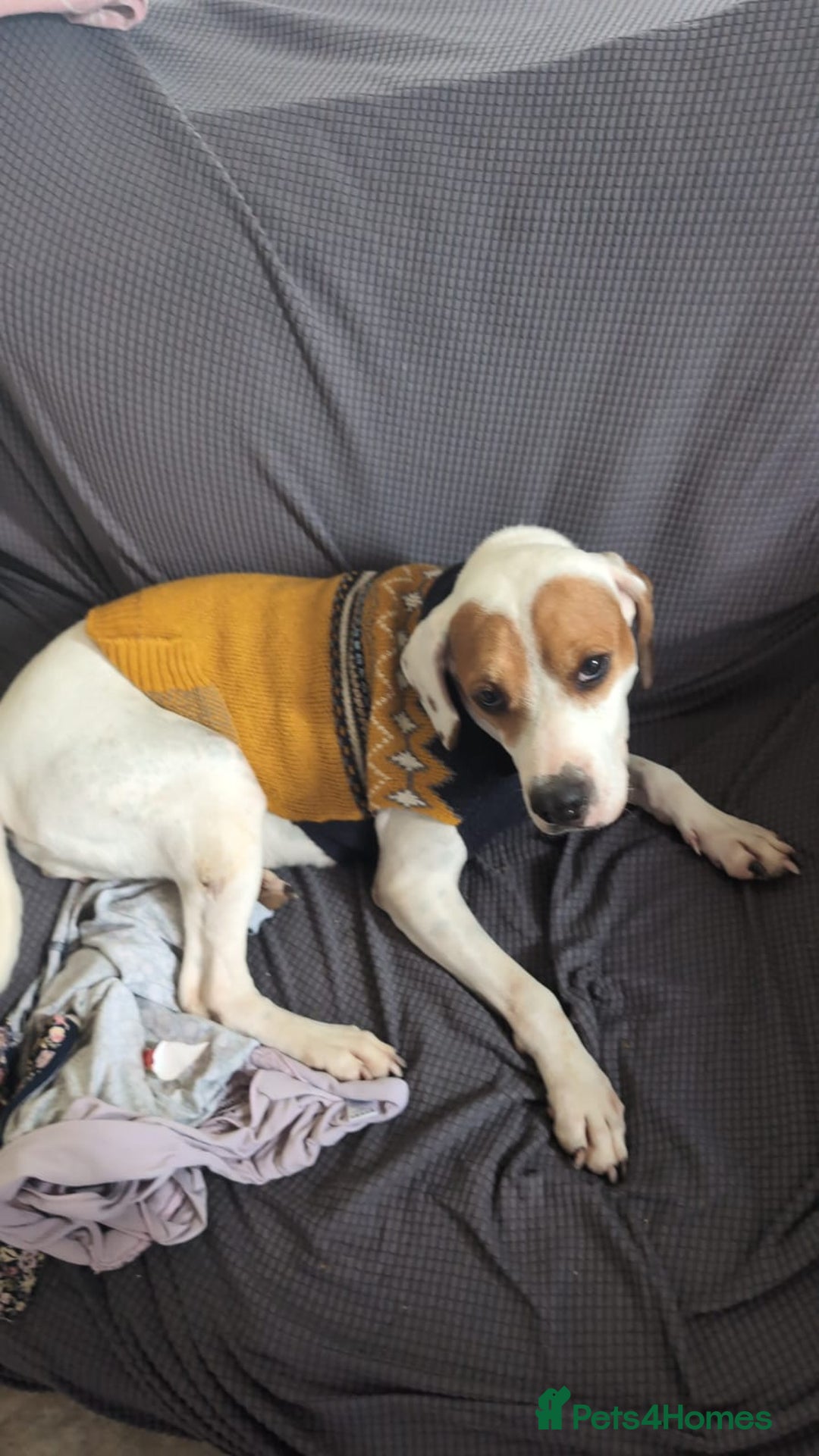 Mixed Breed dogs for adoption: Jenny , a Cyprus sweetheart ♥️  - Image 6